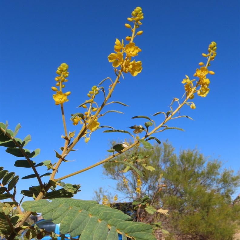 Graceful Cassia