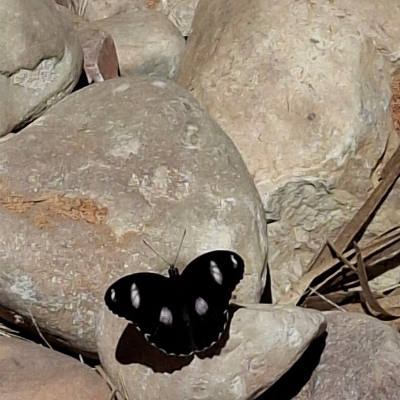 Varied Eggfly