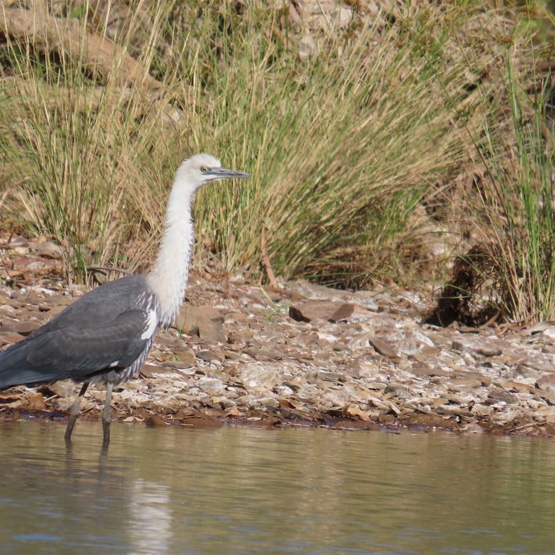 White-necked Heron