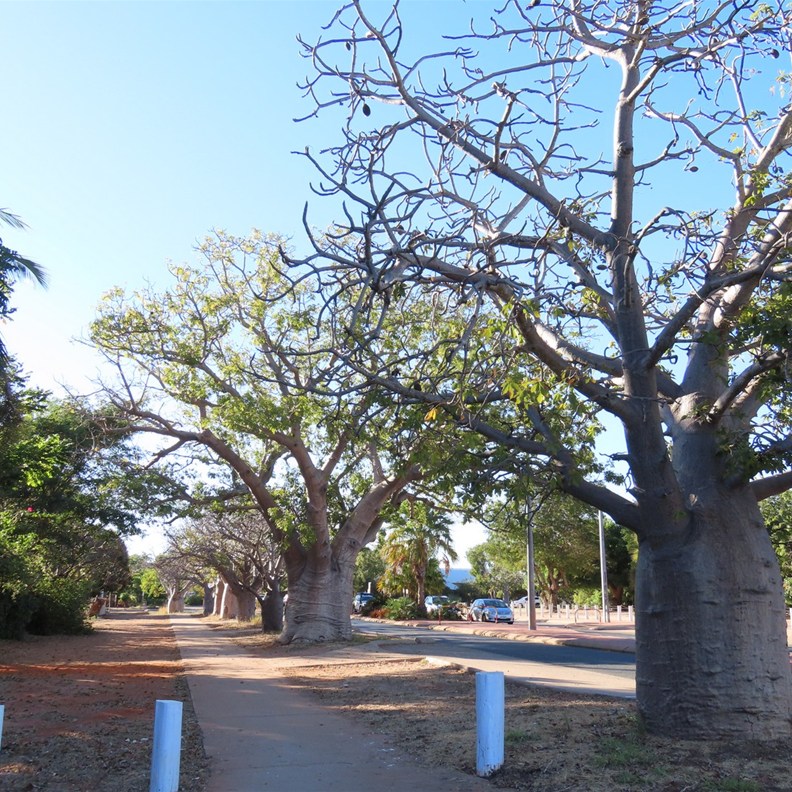 Our walk into Broome from Toyota