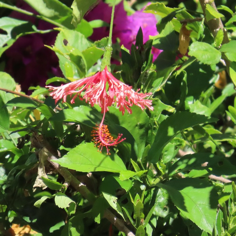 Fringed Hibiscus