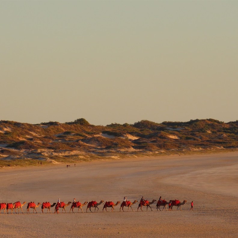 Camels on the beach