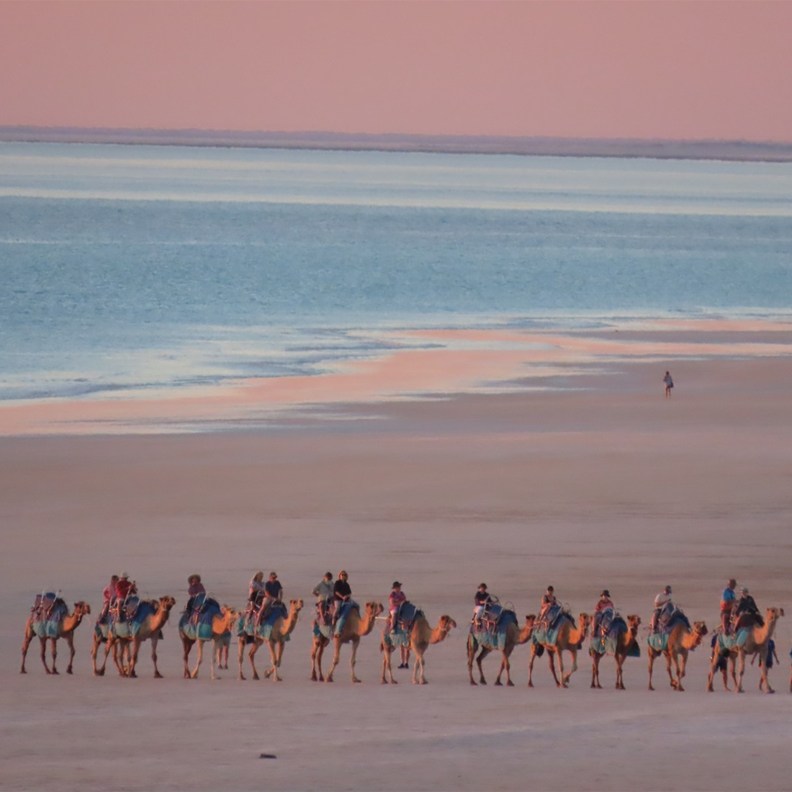 Camels on the beach 2