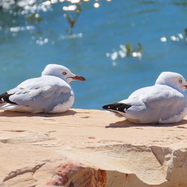 Silver Gulls