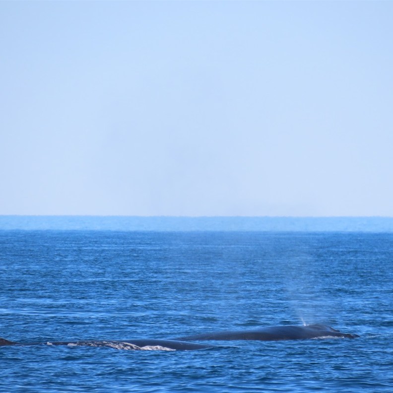 Whale Watching