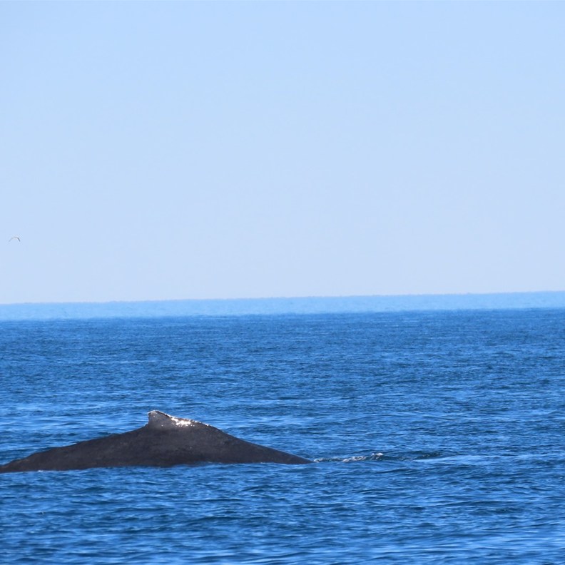 Whale Watching 1