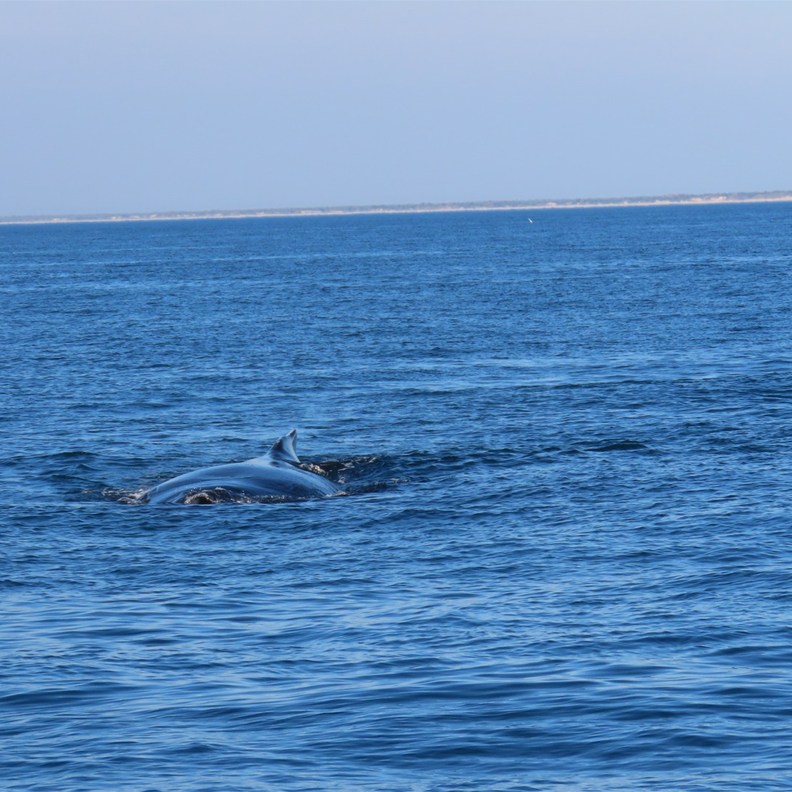Whale Watching 2
