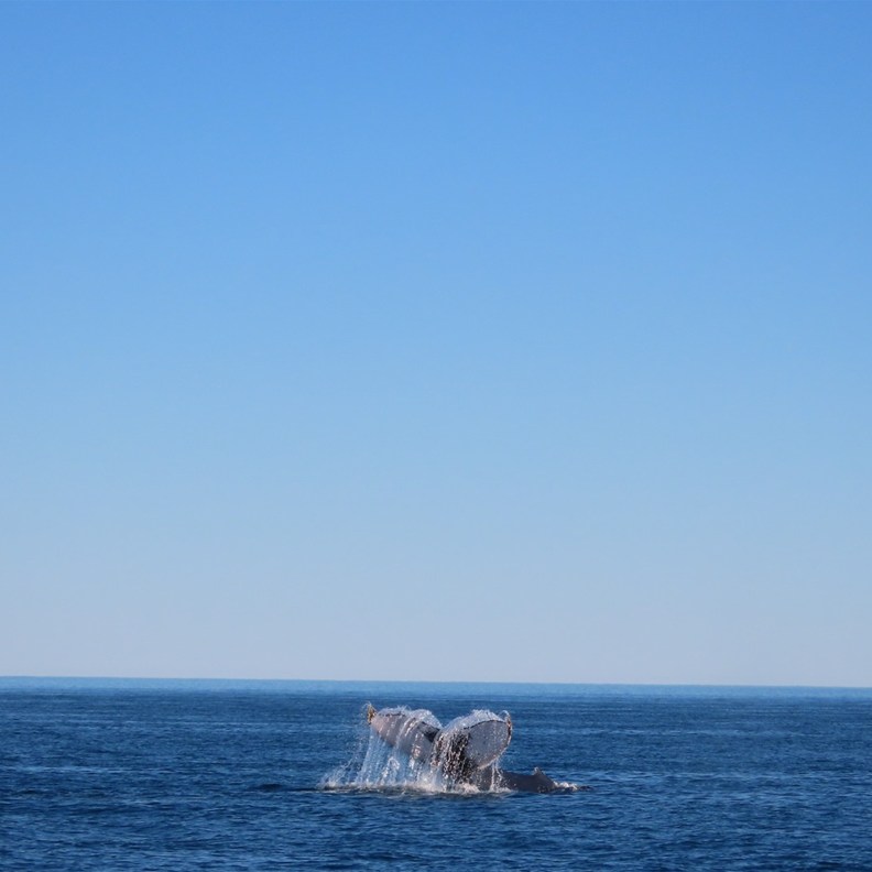 Whale Watching 3
