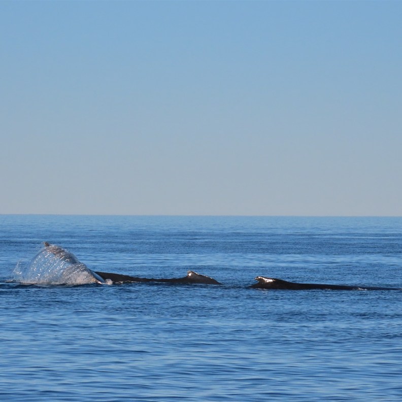 Whale Watching 4