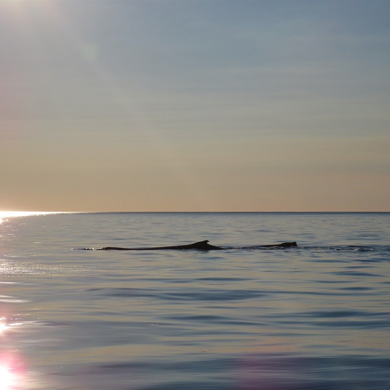 Whale Watching 5