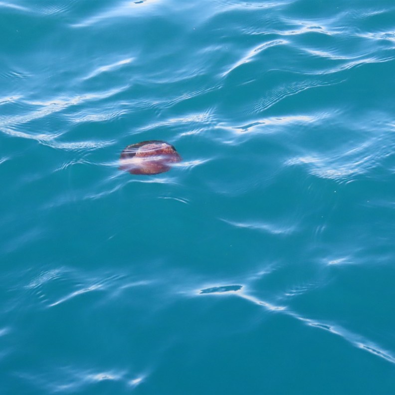 Sea Nettle