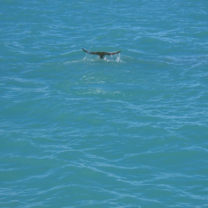 Snubnose Dolphins