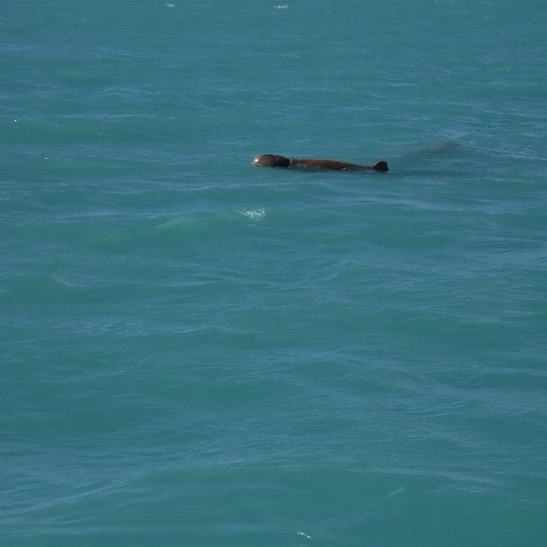 Snubnose Dolphins 3