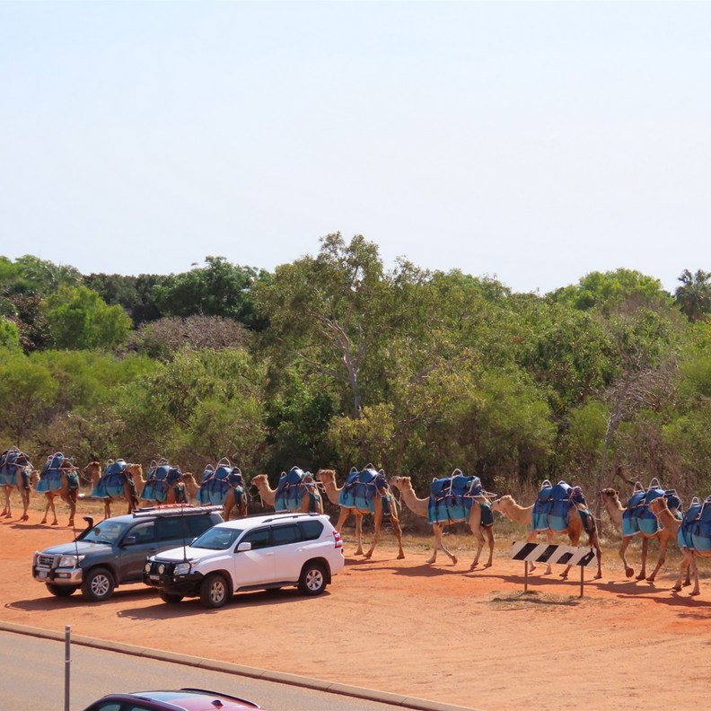 Camels going to work