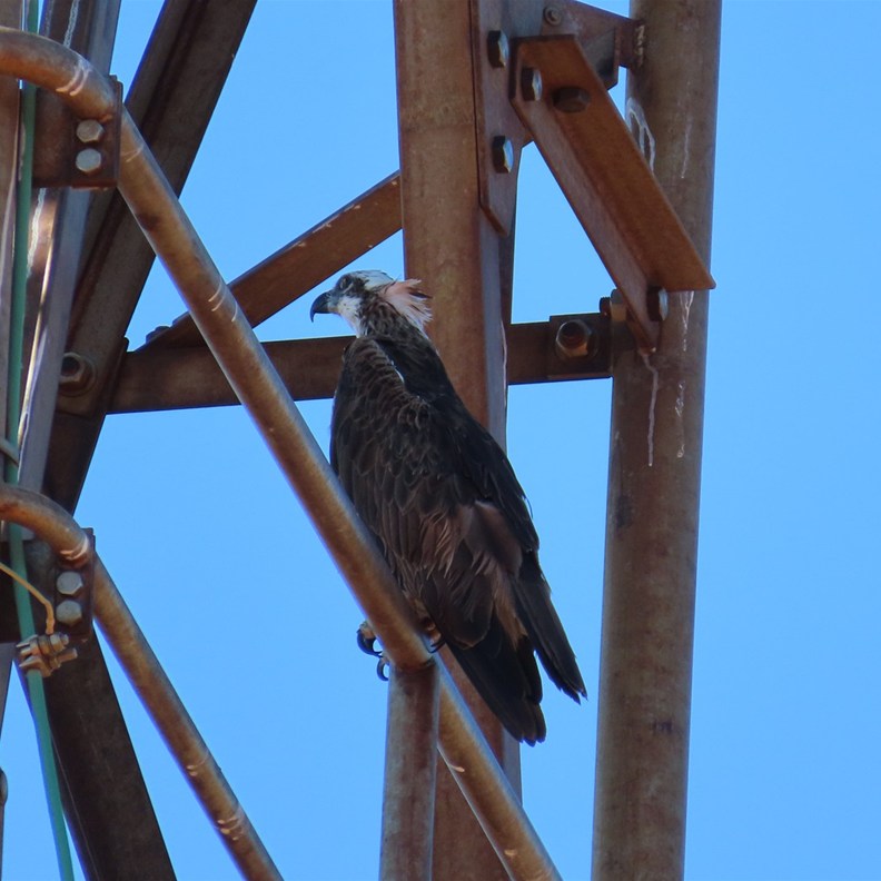 Osprey current resident of the lighthouse
