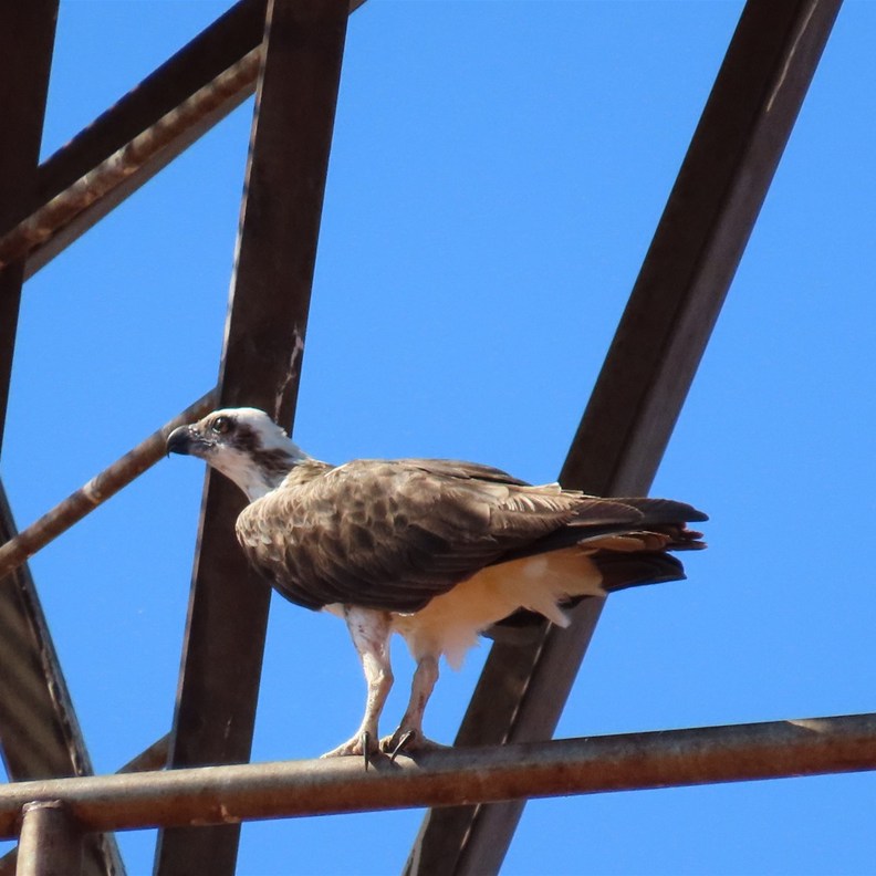 The other resident of the lighthouse