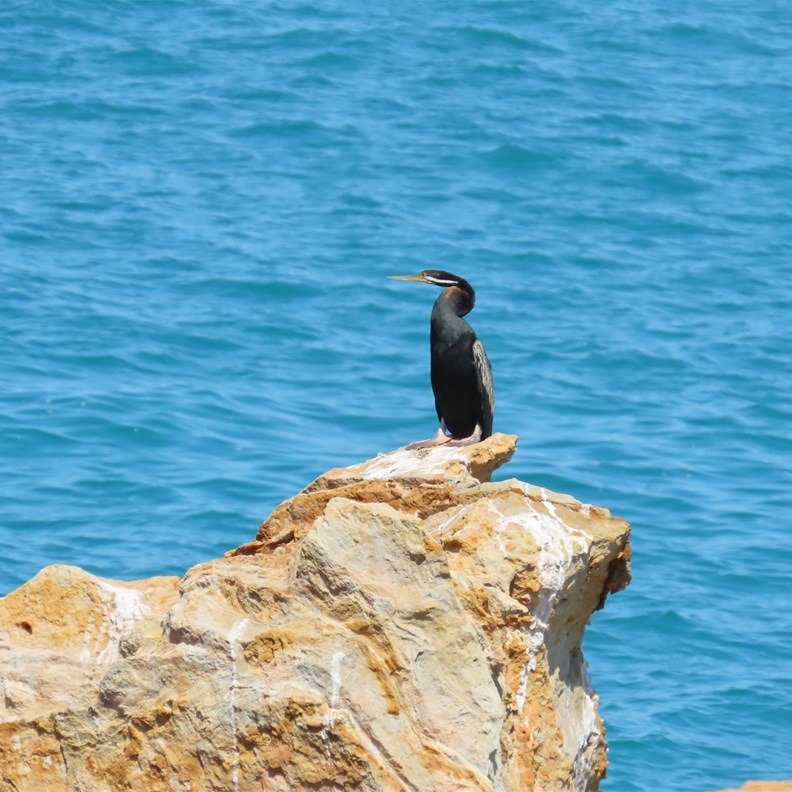 Australasian Darter