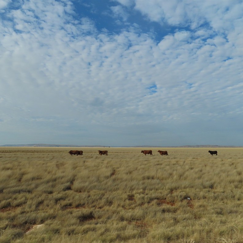 A few cows in this vast open country