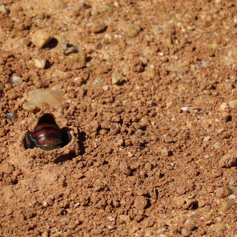 Burrowing Bees 6