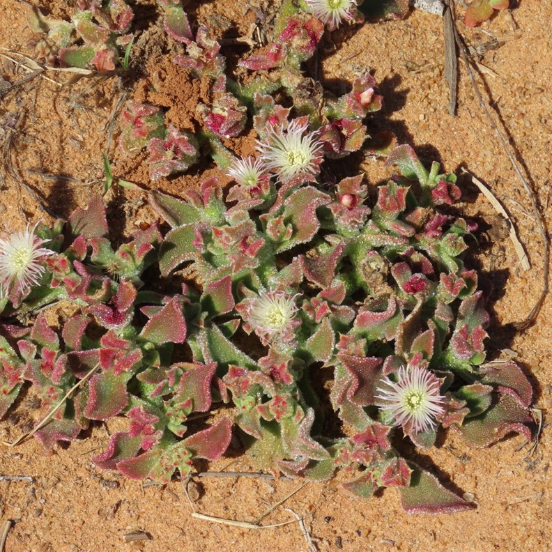 Common Ice Plant - these were simply magnificent