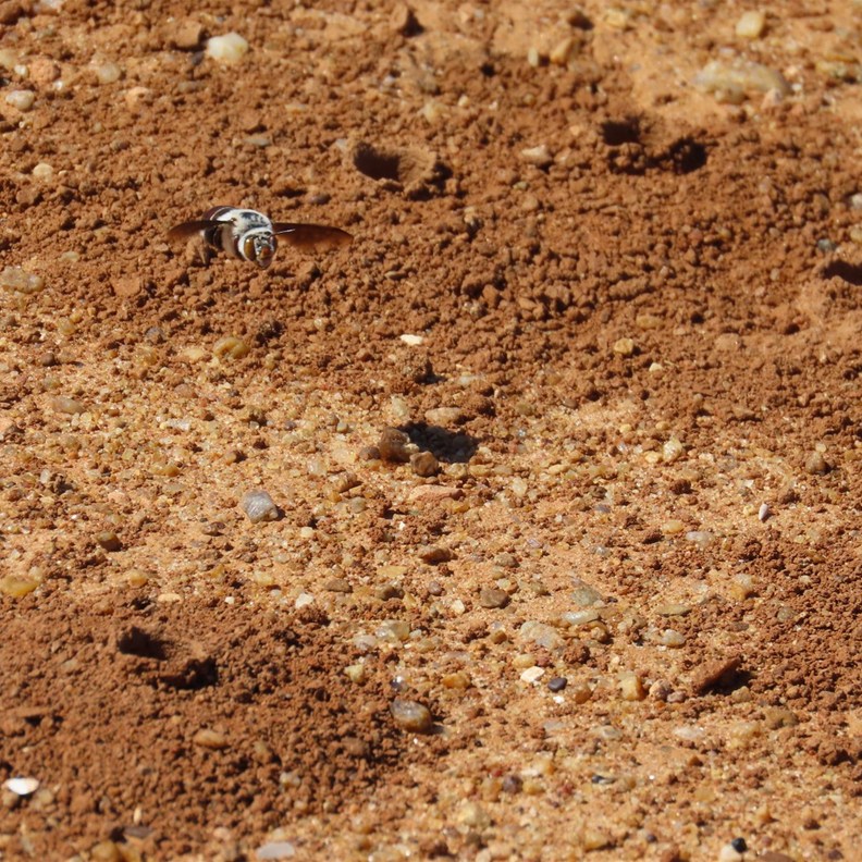 Burrowing Bees