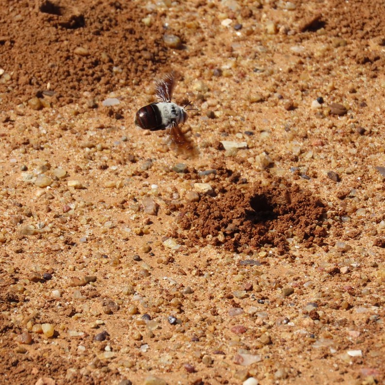 Burrowing Bees 2