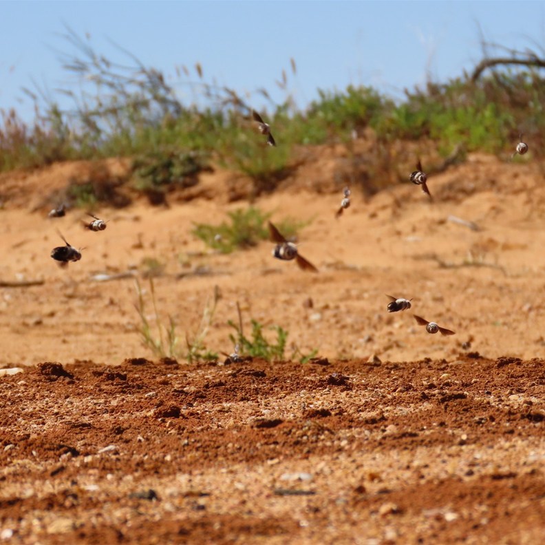 Burrowing Bees 3