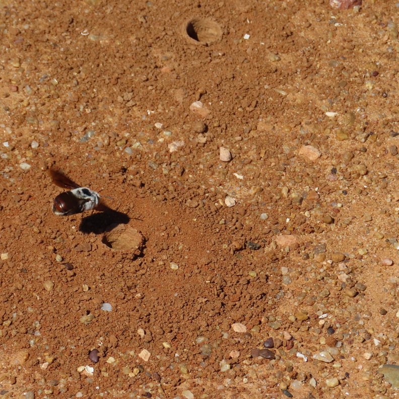 Burrowing Bees 4