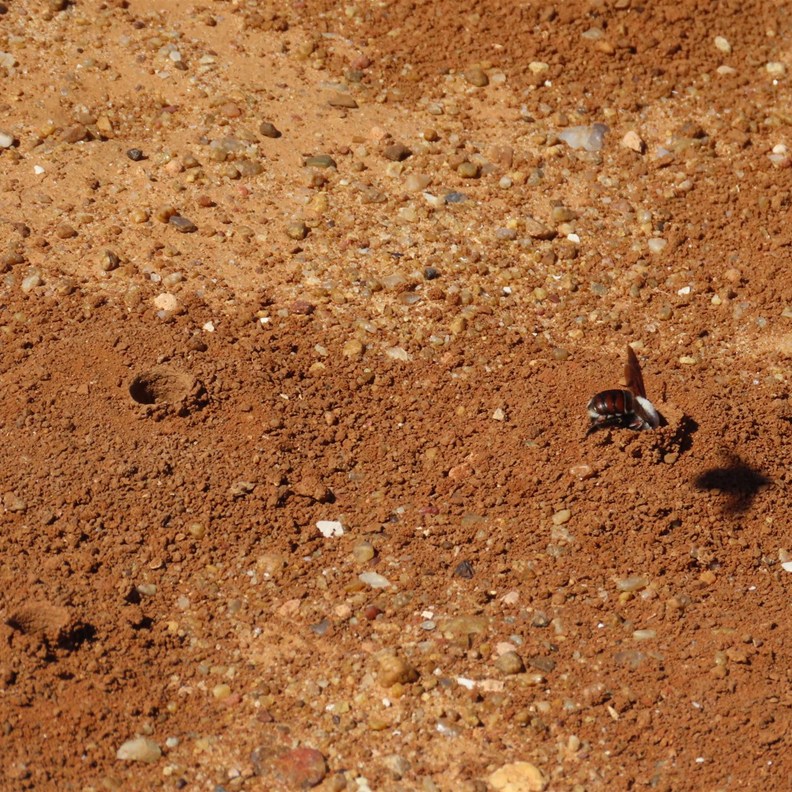 Burrowing Bees 5