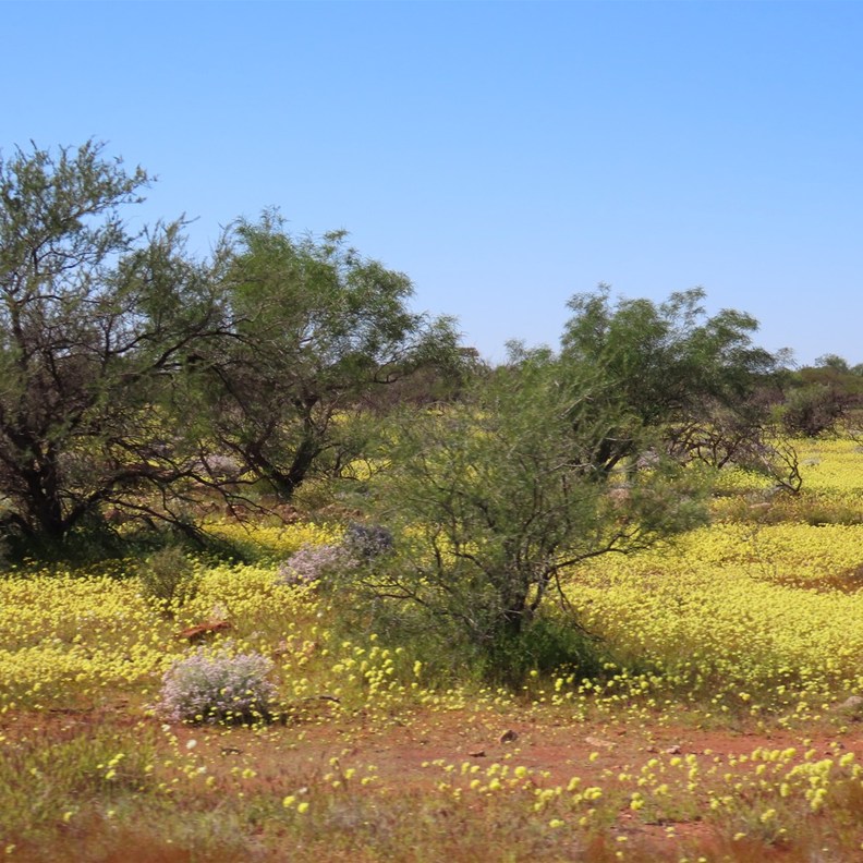 Wildflowers