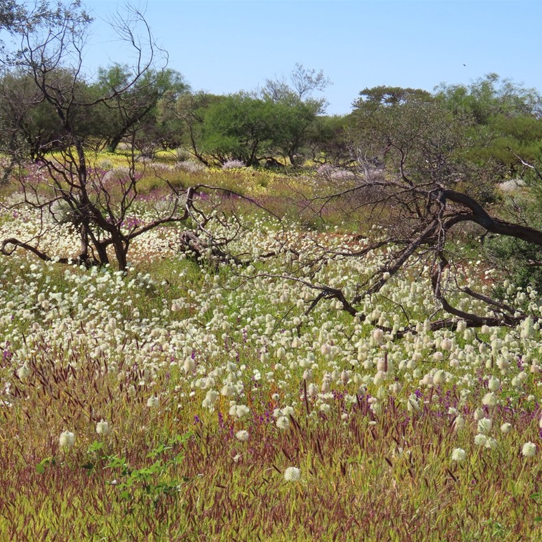 Wildflowers 1