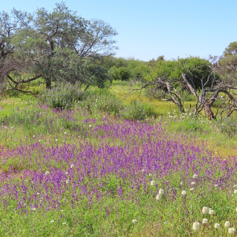 Wildflowers 3