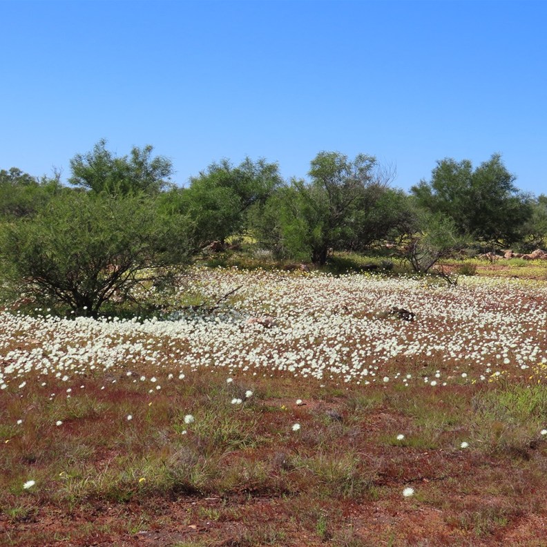 Wildflowers 4