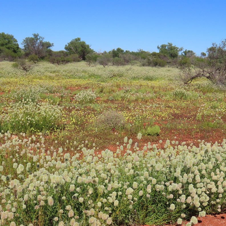 Wildflowers 5