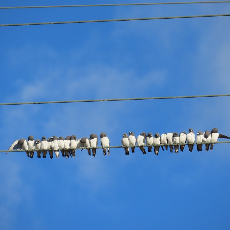 Gorgeous Tiny Birds