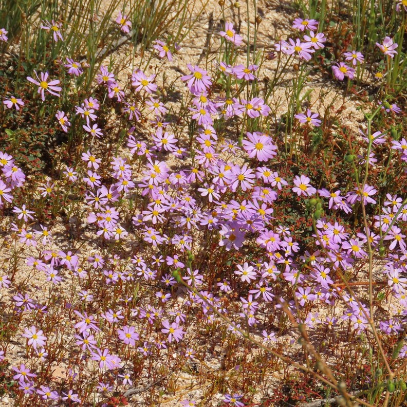 Sticky Everlasting