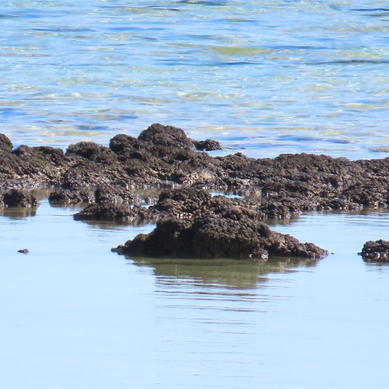Stromatolites