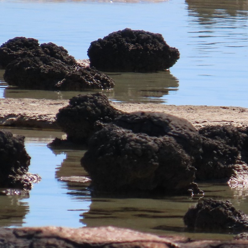 Stromatolites 2