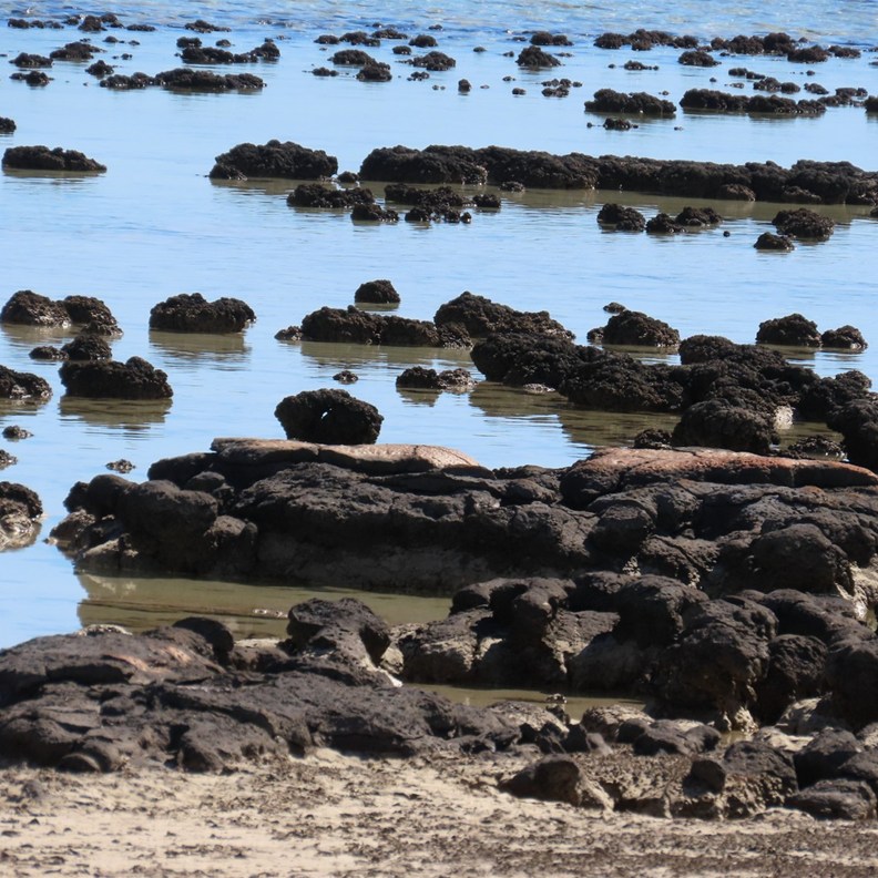 Stromatolites 3