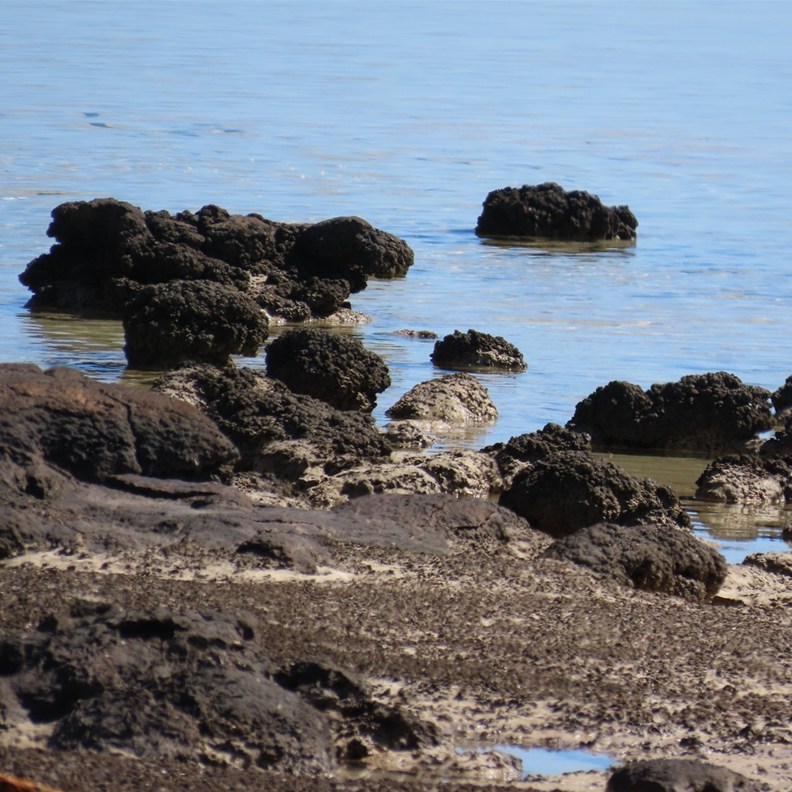 Stromatolites 4