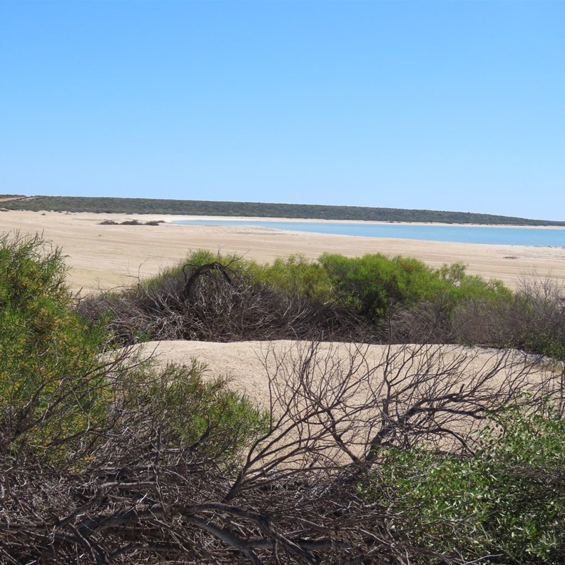 Shell Beach