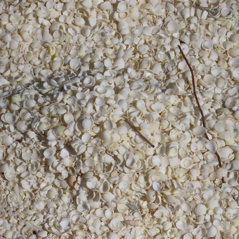 Shell Beach 4