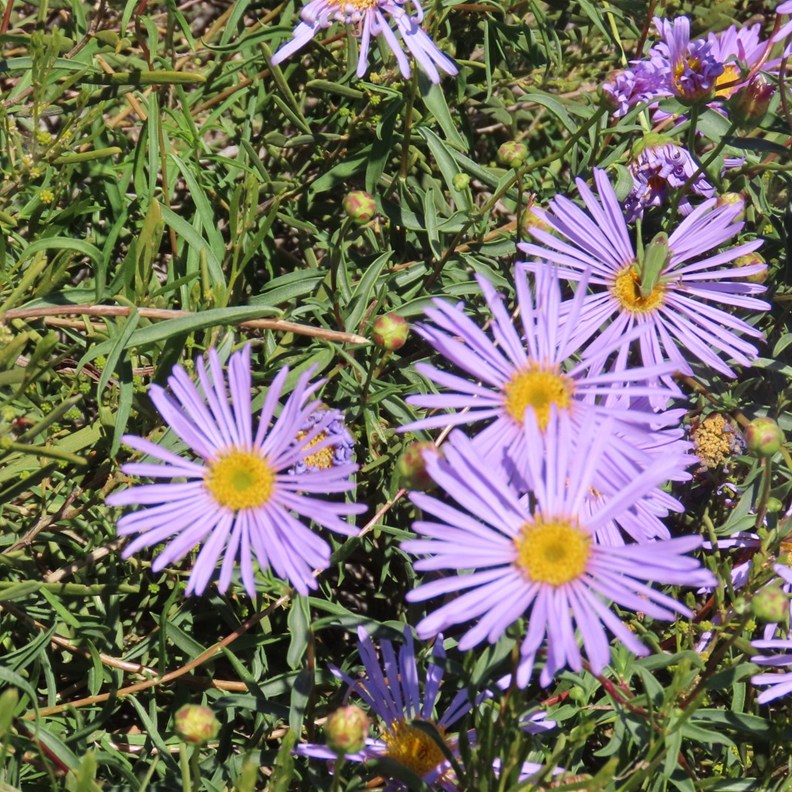 Aster