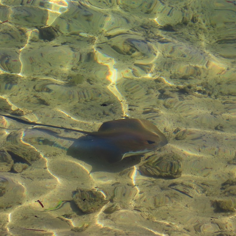 Stringray