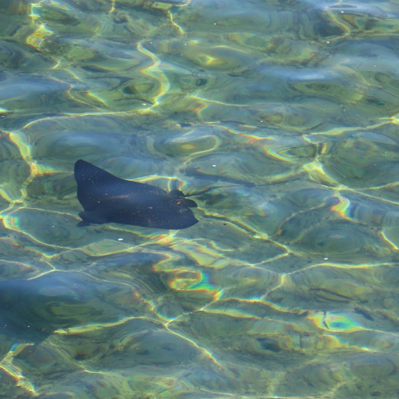 Stingray 2