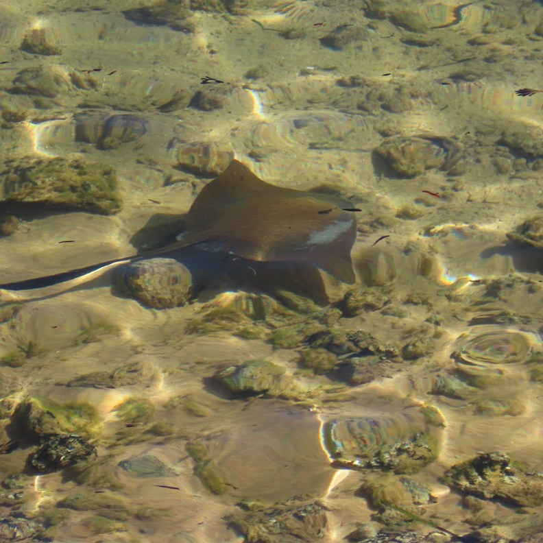 Stingray 3