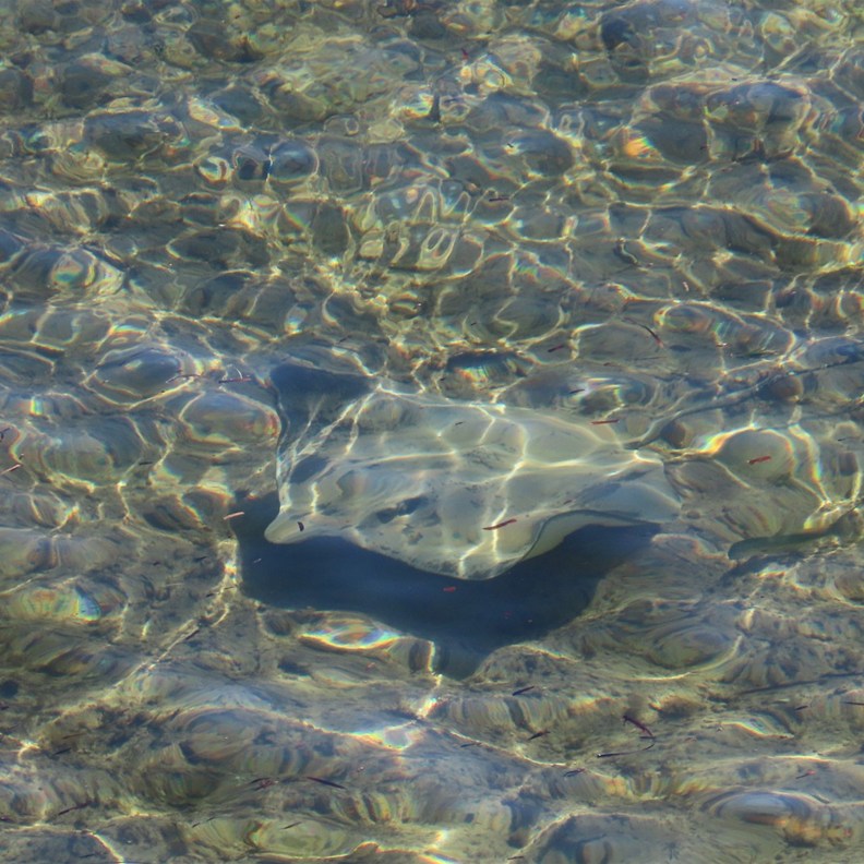 Stingray 4