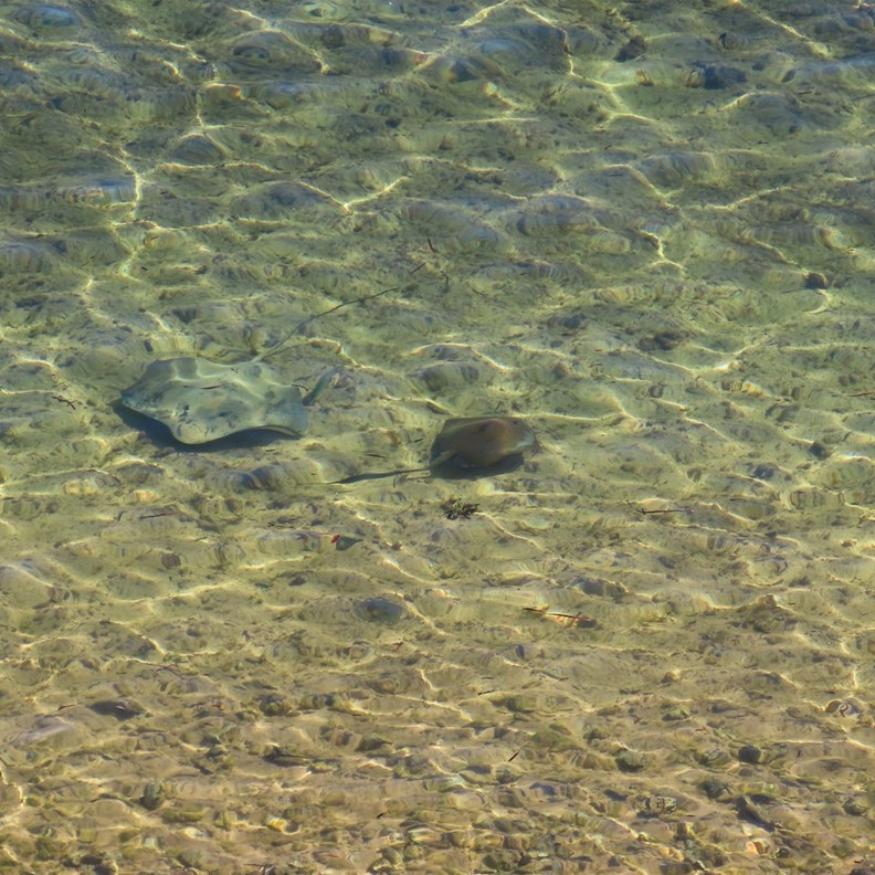 Stingray 5