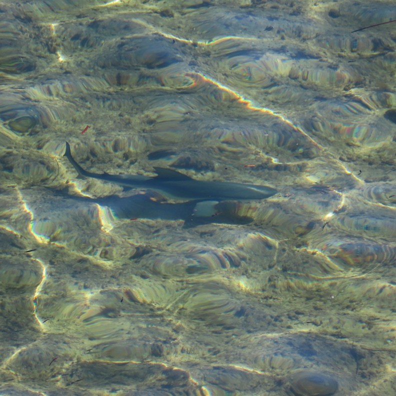 Shark