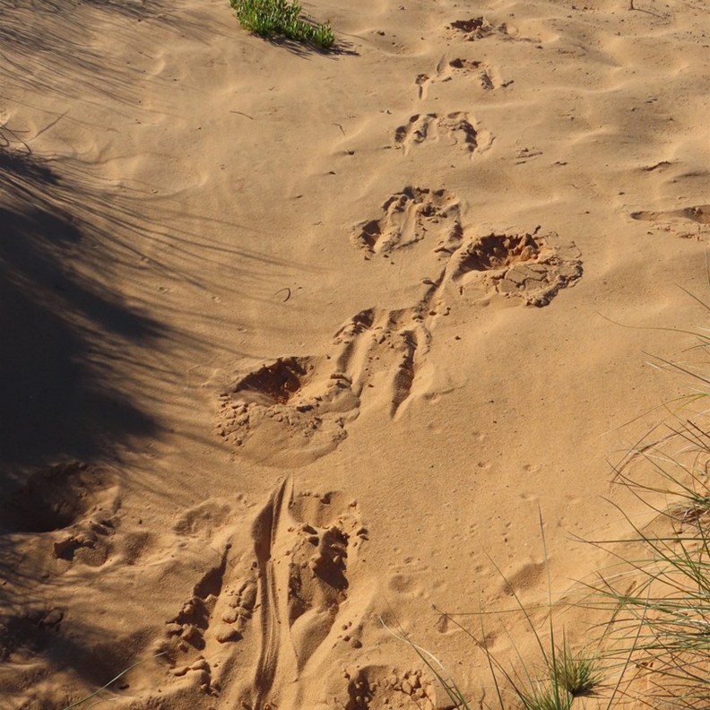 Curious tracks possibly Wallaby